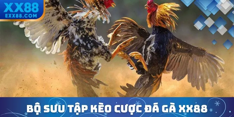 Bộ sưu tập kèo cược đá gà XX88 kịch tính và lôi cuốn