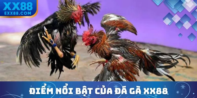 Đá gà XX88 nổi bật hơn đá gà truyền thống ở điểm gì?