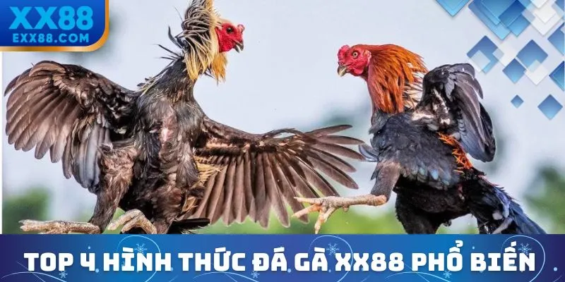 Top 4 hình thức đá gà XX88 phổ biến nhất hiện nay
